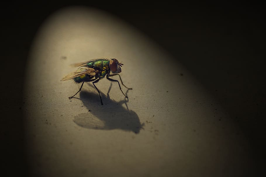 fly, insect, macro, close, animal, light, shadow, invertebrate HD wallpaper