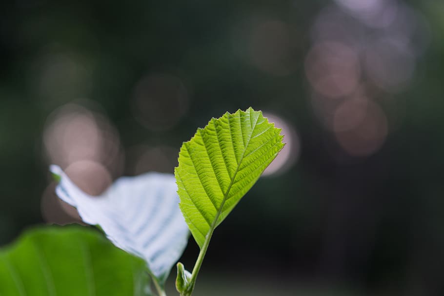 leaf, macro, bokeh, green, plant part, nature, green color HD wallpaper