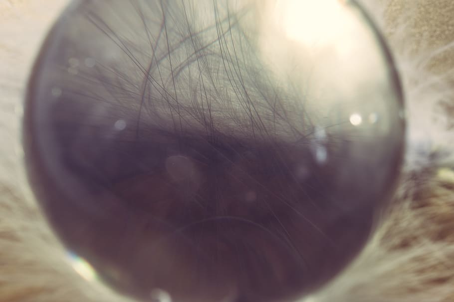 glass ball, feather, ease, airy, spring dress, bird feather HD wallpaper