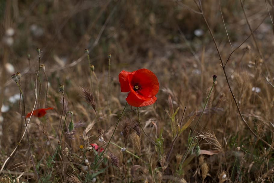 flower, poppy, red, spring, wild flower, plant, flowering plant HD wallpaper