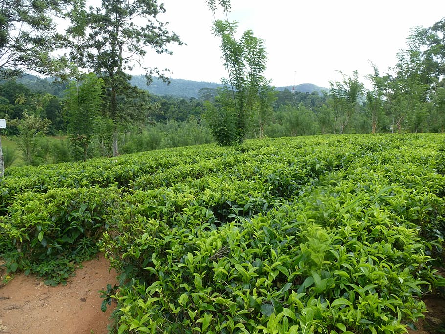 HD wallpaper: Tee, Tea Plantation, Sri Lanka, agriculture, farm, nature ...