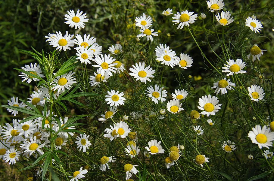 Chamomile, White, Daisy, Flower, flowers, summer, closeup, white flowers HD wallpaper