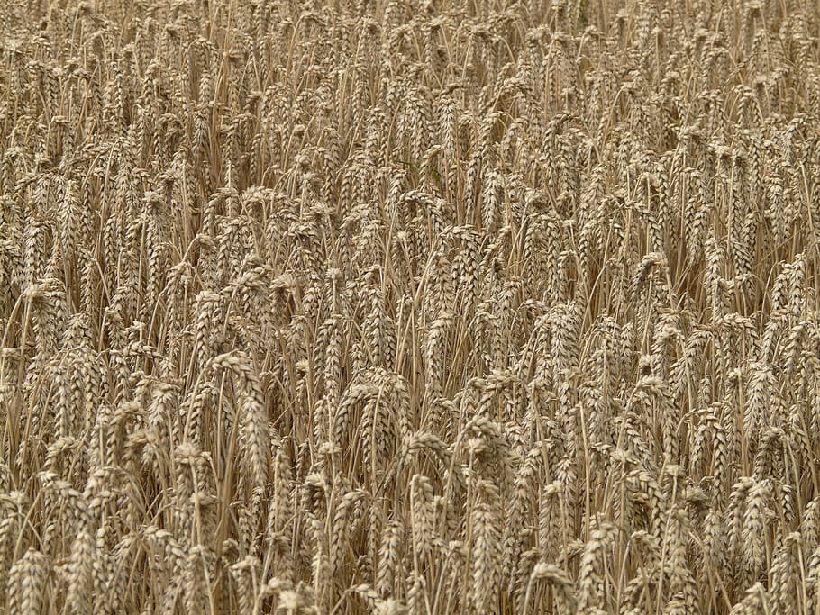 Wheat, Spike, Cereals, Grain, Field, wheat field, cornfield HD wallpaper