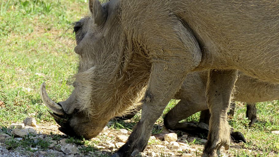 Warthog, Wildlife, Addo Elephant Park, africa, animal, pig, HD wallpaper