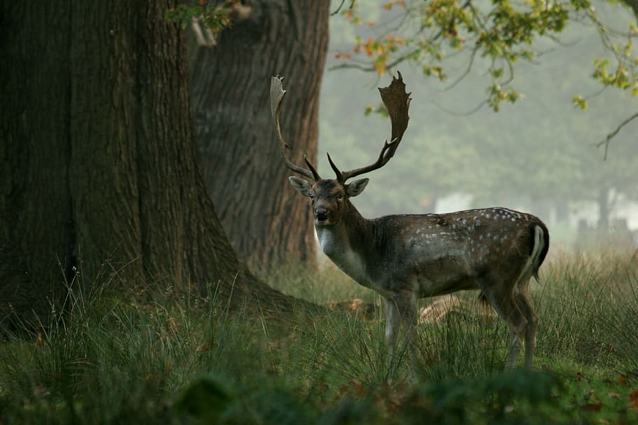deer on forest near tree, trees, stag, wildlife, nature, animal HD wallpaper