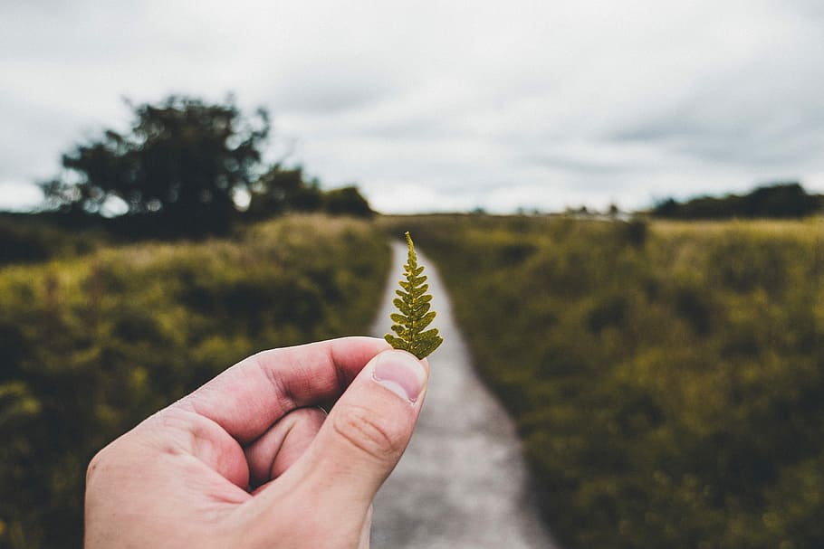 person holding green leaf, hand, nature, path, adventure, blur HD wallpaper