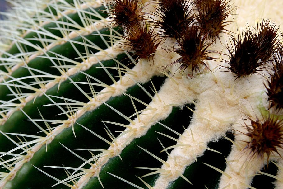 Cactus, Macro, Thorns, green, golden ball cactus, cactus greenhouse HD wallpaper
