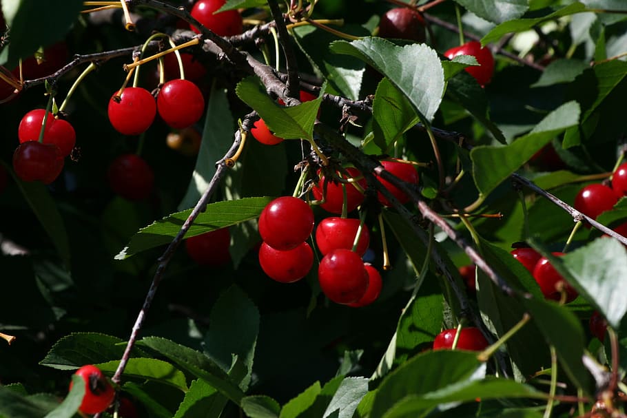 Cherries, Red, Fruit, Ripe, Tree, Food, fresh, healthy, organic HD wallpaper