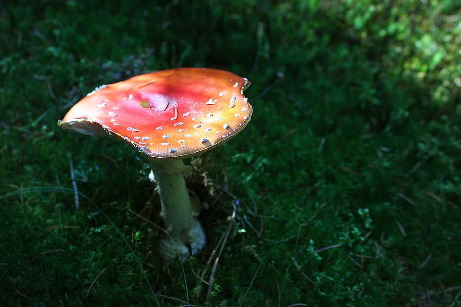fungus, forest, toadstool, nature, green, red, toxic, foodstuffs HD wallpaper