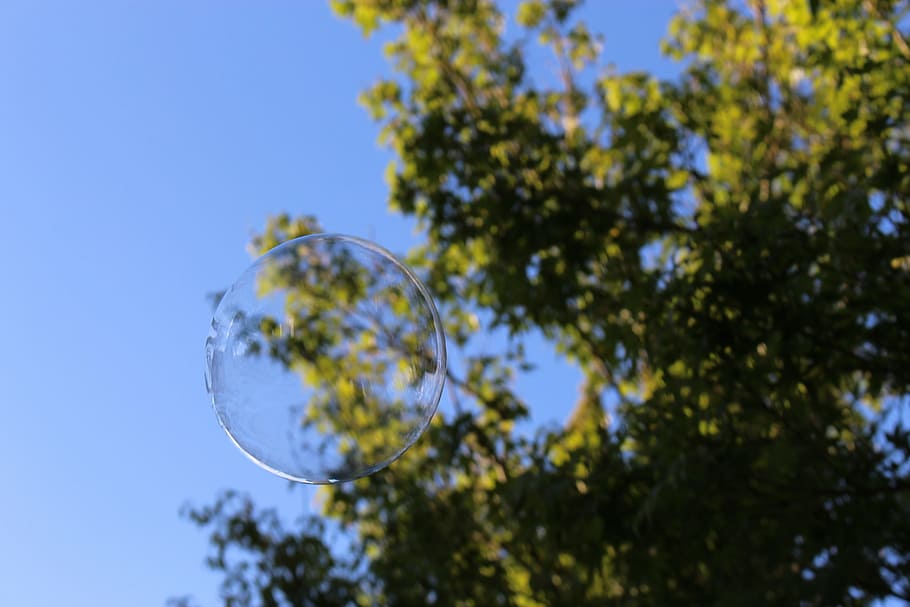 bubble, bubbles, tree, sky, nature, leaves, plant, low angle view HD wallpaper
