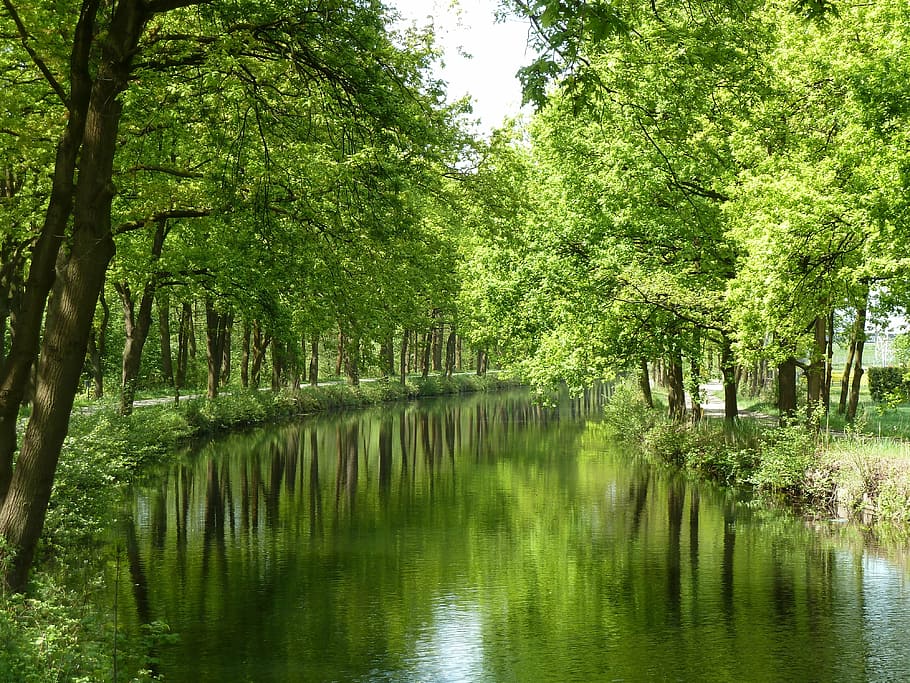 forest, trees, mirror, water, nature, plant, reflection, beauty in nature HD wallpaper