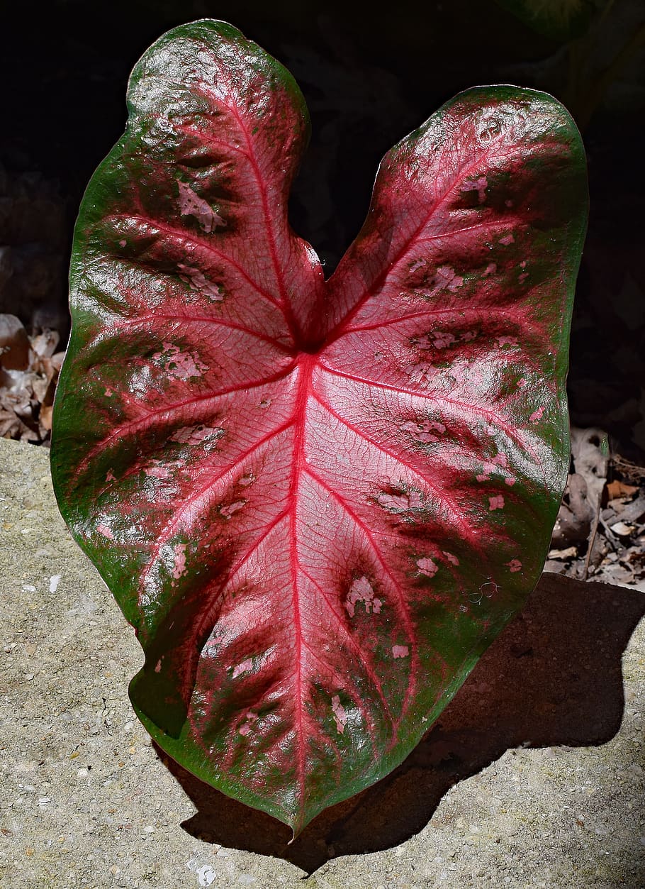 newly-opened caladium, foliage, garden, plant, bulb, nature, HD wallpaper