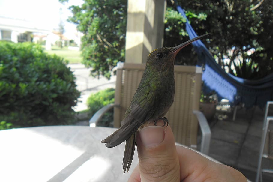 Hummingbird, Hands, Summer, tree, one person, human body part HD wallpaper