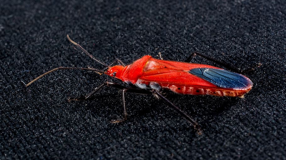 Red Beetle, Insect, Macro, one animal, animal themes, animals in the wild HD wallpaper