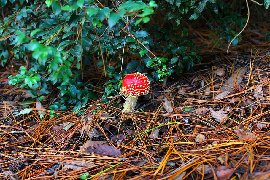 mushroom, red, nature, forest, leaf, green, colorful, fungus HD wallpaper