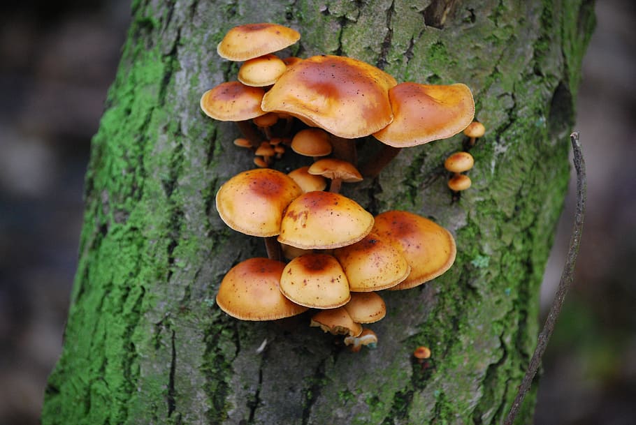 brown mushrooms on tree bark, nature, agaric, autumn, food HD wallpaper