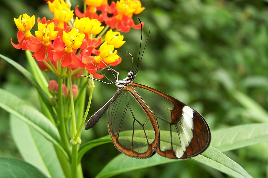 butterfly, nature, flower, bug, insect, plant, animal wildlife HD wallpaper