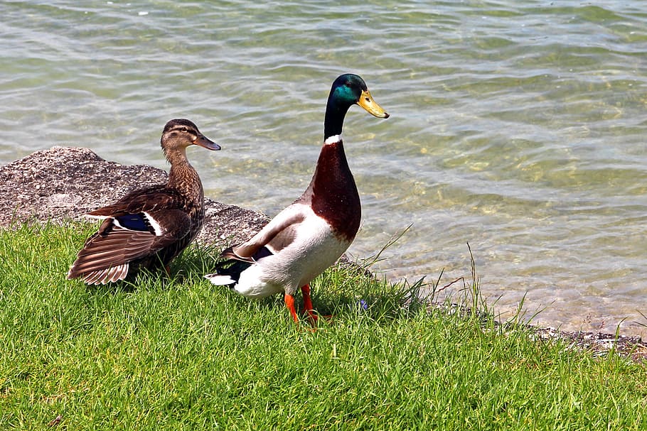 mallards, pair, duck, water, bird, water bird, animal world HD wallpaper