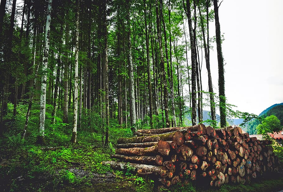 austria, landscape, forest, trees, woods, woodpile, chopped wood HD wallpaper
