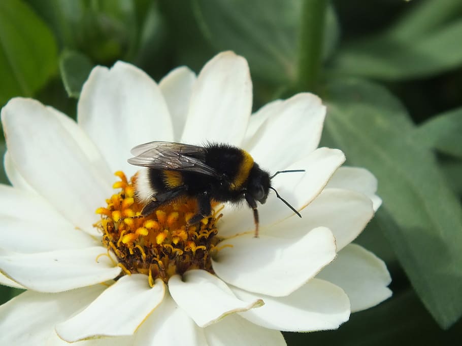 Flower, Nature, Insect, Bourdon, Summer, animals in the wild HD wallpaper