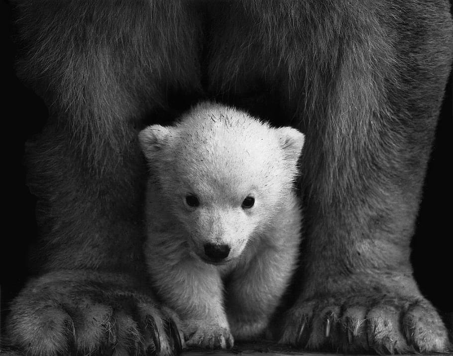 black-and-white, animal, fur, wilderness, animal photography