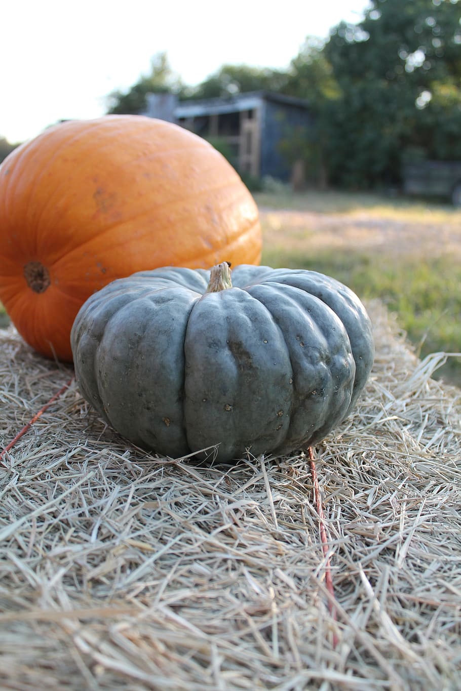 pumpkins, autumn, hay, fall, october, season, vegetable, farm HD wallpaper