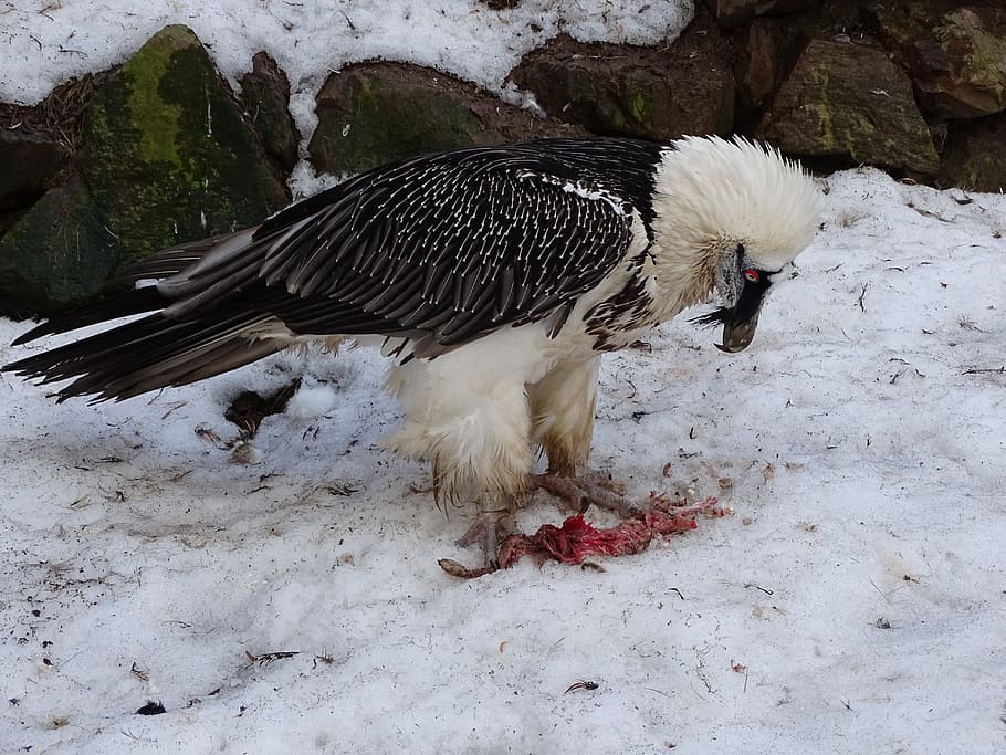 sup, eagle, bird, birds, breeding raptors, beak, bald eagle HD wallpaper