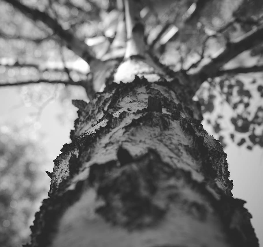 Tree, Siberia, Bw, Birch Bark, branch, trees, trunk, forest HD wallpaper