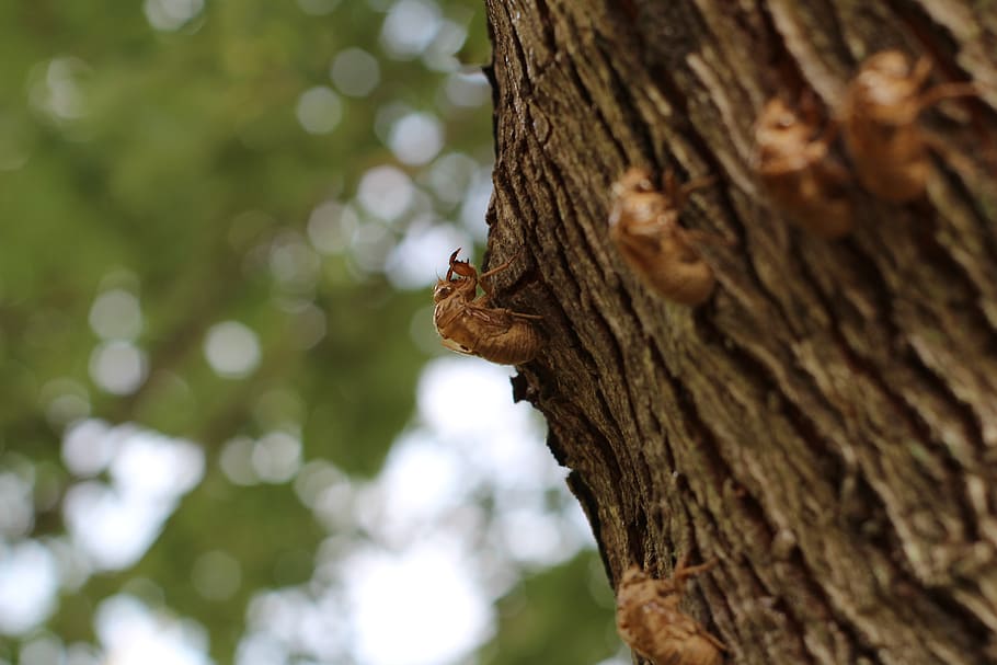 cicada, insect, cicada shell, bug, nature, summer, wildlife HD wallpaper