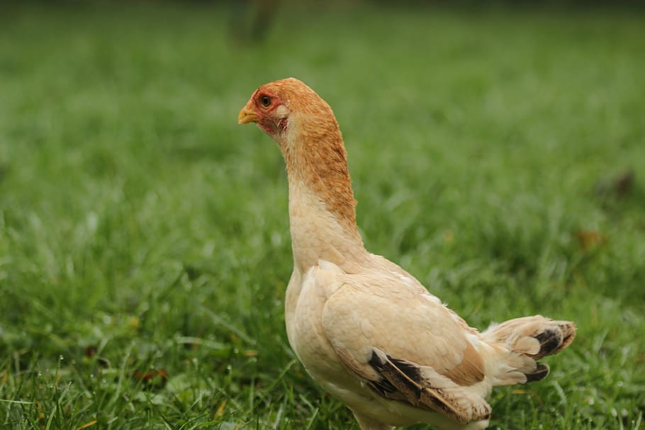 chicken, farm, poultry, animal themes, bird, vertebrate, one animal HD wallpaper