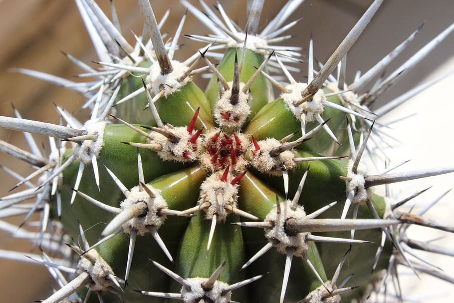 cactus, spur, growth, close-up, plant, nature, succulent plant HD wallpaper