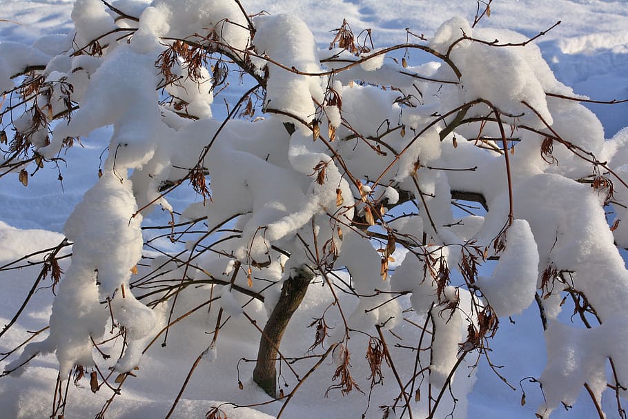 Winter, Snow, Shrubs, nature, tree, cold - Temperature, frost HD wallpaper