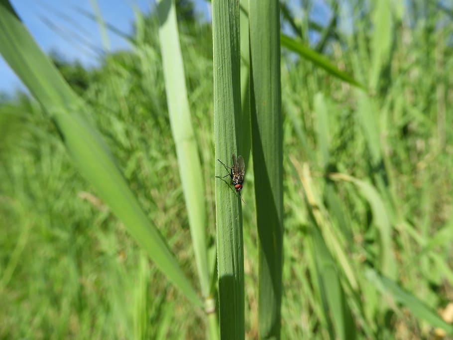 Fly, Reed, Nature, Creature, Grasses, sky, animals in the wild HD wallpaper
