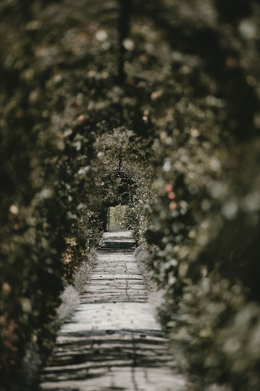 Avenue, gray concrete pathway with floral arch at daytime, garden HD wallpaper