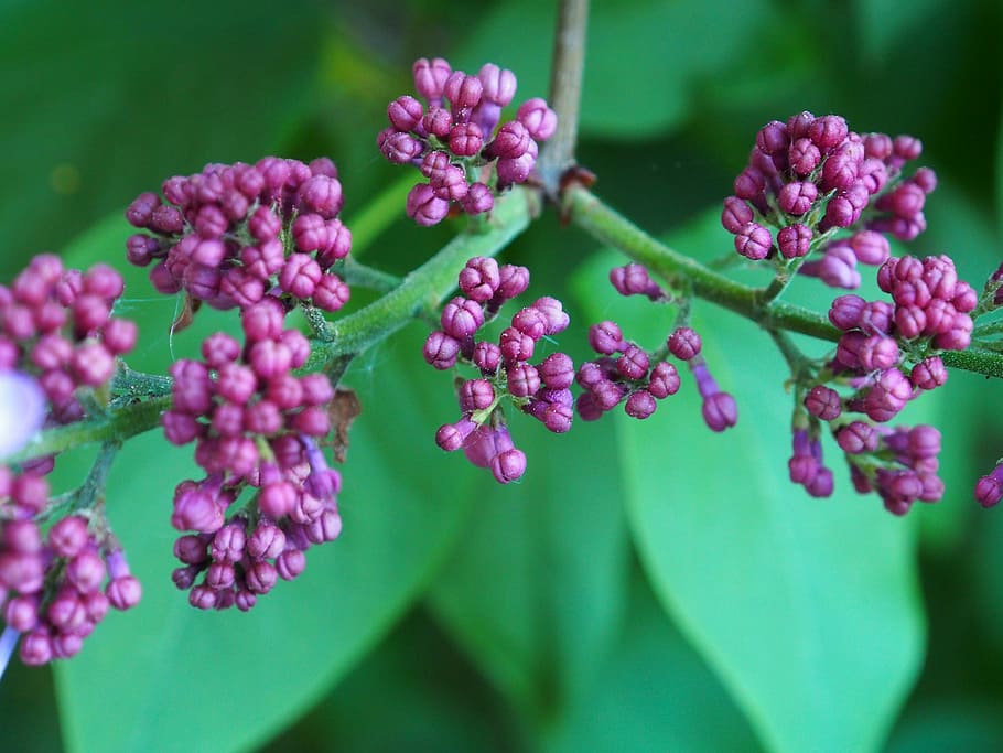Flowers, Pink, Spring, Violet, Bloom, garden, nature, plant HD wallpaper