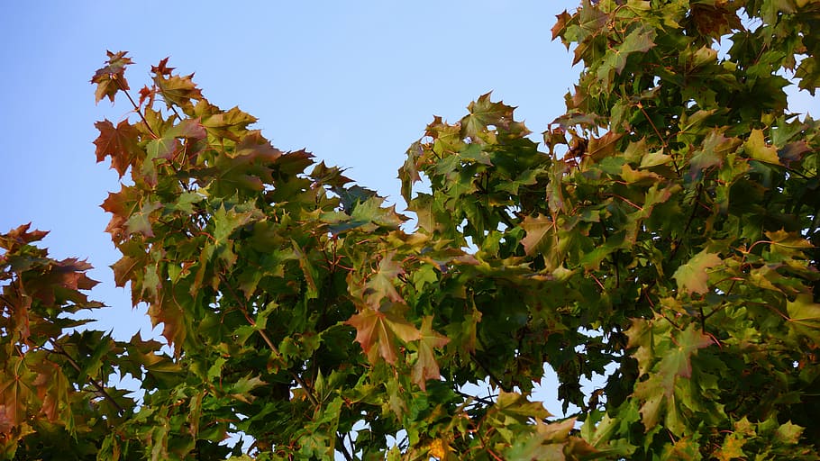autumn, fall colors, maple, foliage, tree, plant, plant part HD wallpaper