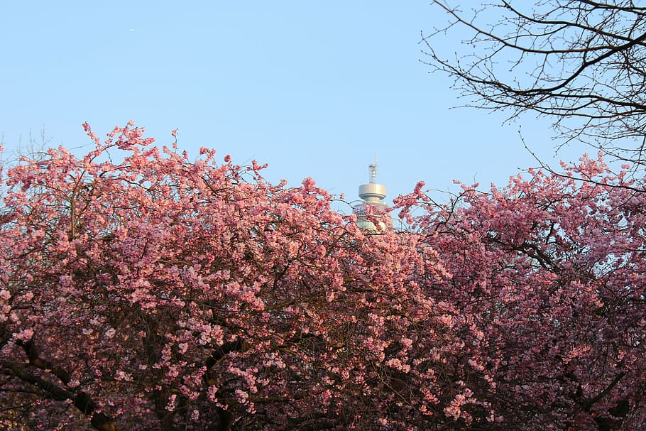 flowers, cherry, rosa, trees, orchard, torre, sky, london, spring HD wallpaper