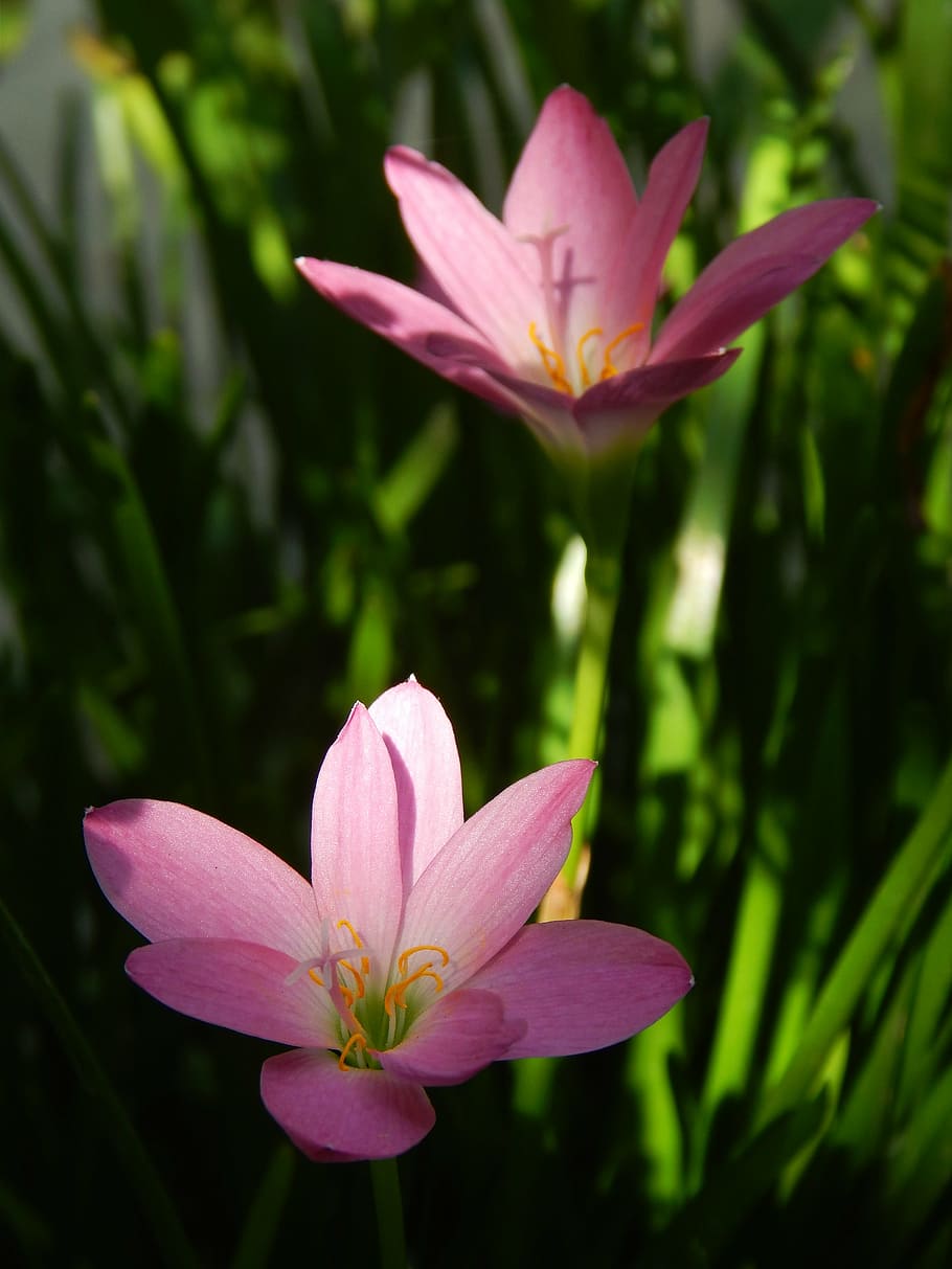 blooming, flower, blossom, plant, natural, garden, pink, bright HD wallpaper