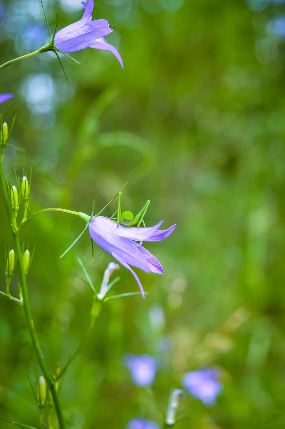 Flowers Pink Garden - Free photo on Pixabay - Pixabay