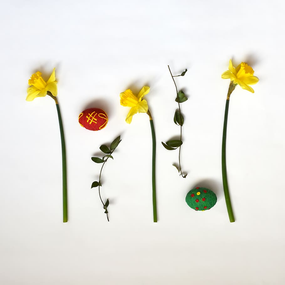 composition, easter, holidays, egg, eggs, periwinkle, daffodil HD wallpaper