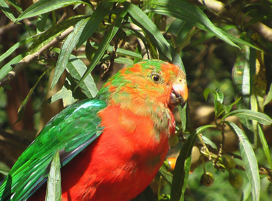 australia, bird, parrot, animal themes, vertebrate, animal wildlife HD wallpaper