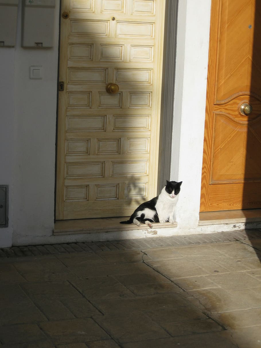 cat, shadow, door, animal themes, domestic animals, one animal HD wallpaper