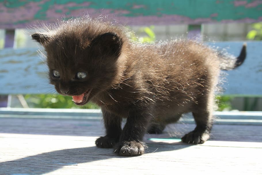 long-coated black kitten, fear, schreck, cat, anxiety, terrible fear, HD wallpaper