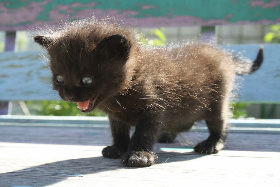 long-coated black kitten, fear, schreck, cat, anxiety, terrible fear HD wallpaper
