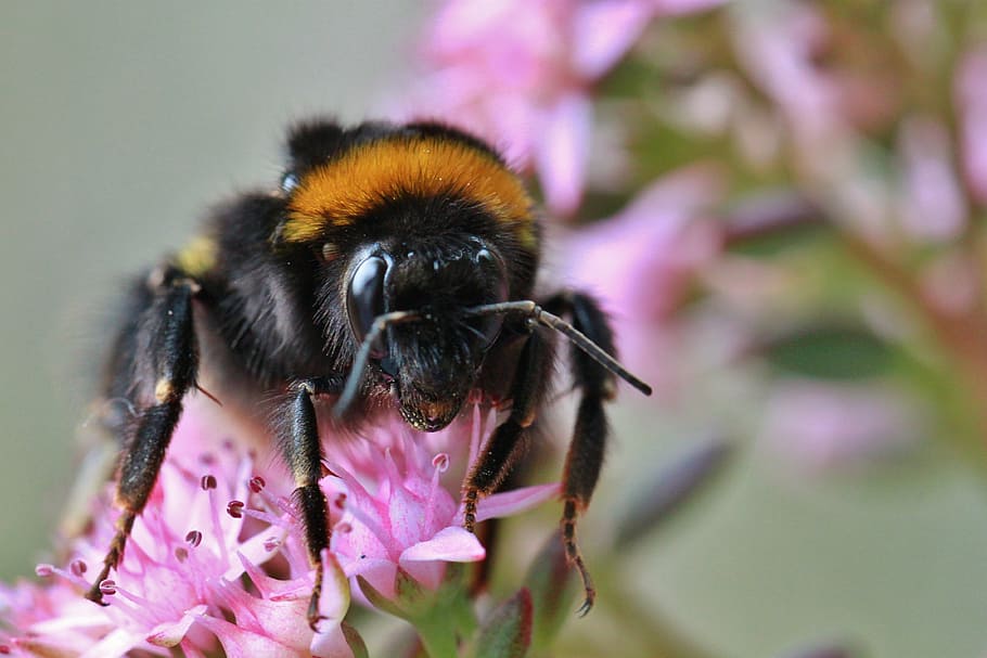 hummel, insect, animal, blossom, bloom, close, nature, macro, HD wallpaper