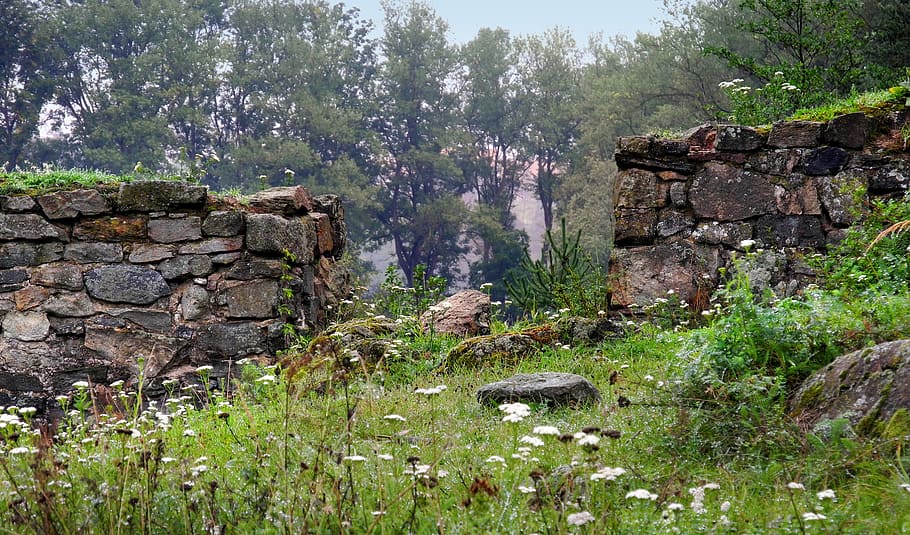 wall, old, stone wall, old wall, plant, tree, growth, forest HD wallpaper