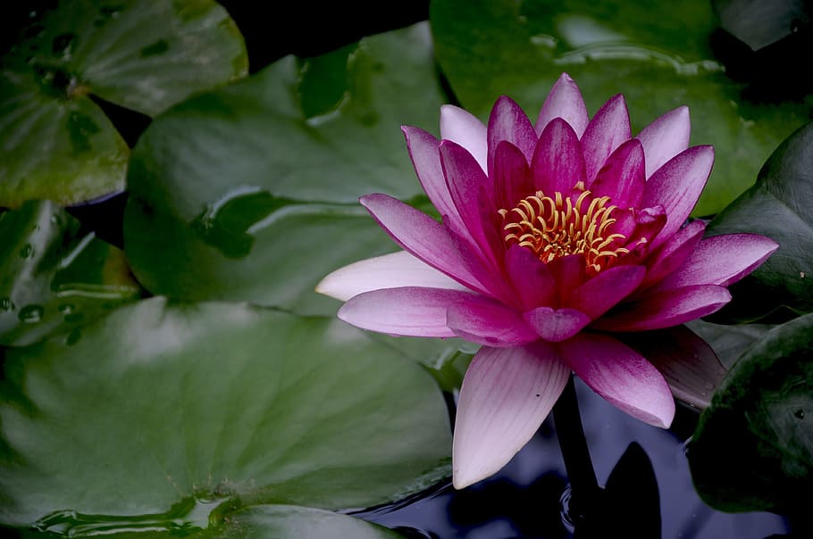 sleep, lotus, flower, flowering plant, water lily, beauty in nature HD wallpaper