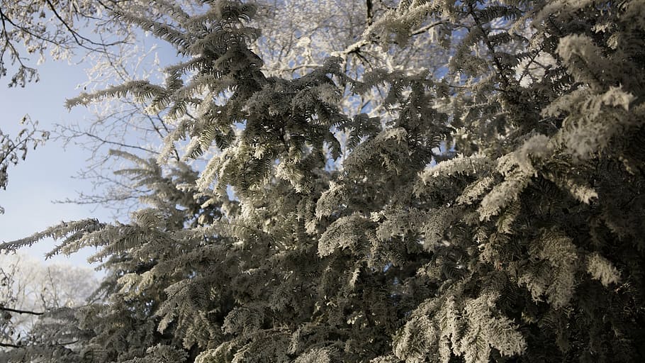 tree, white, green, christmas, winter, ice, snow, crystal, frost HD wallpaper