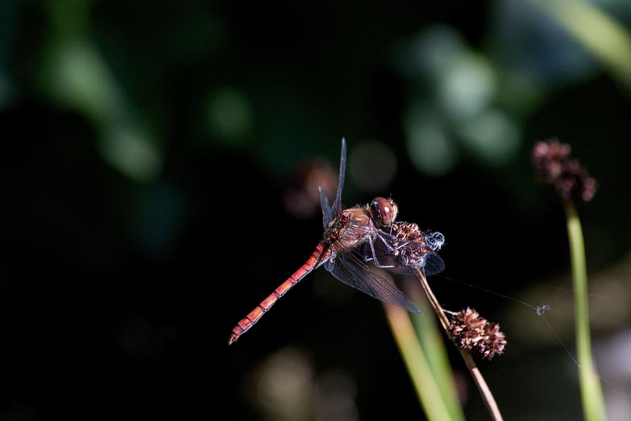 dragonfly, dwarf bulrush, nature, insect, lighting, animal wildlife HD wallpaper