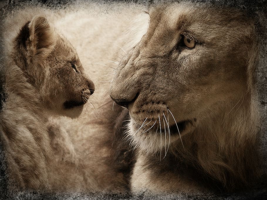 lion and cub looking at each other, lion cub, baby animal, wild animal